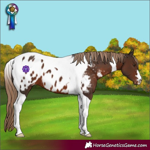 Horse Color:Liver Chestnut Tobiano Near Leopard 