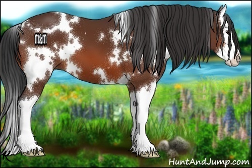 Horse Color:White Spotted Bay Splash