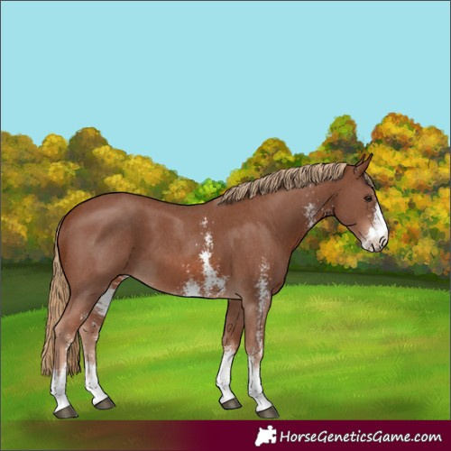 Horse Color:Chestnut Sabino 