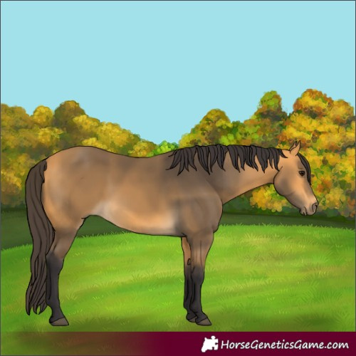 Horse Color:Buckskin 