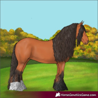 Horse Color:Bay 