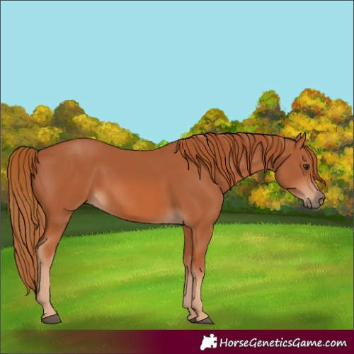 Horse Color:Chestnut 
