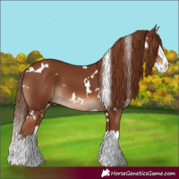 Horse Color:White Spotted Chestnut Splash