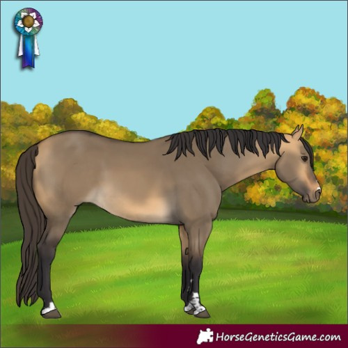 Horse Color:Buckskin Dun