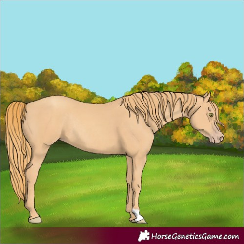 Horse Color:Gold Champagne Rabicano