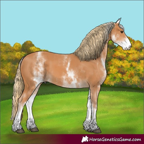 Horse Color:White Spotted Chestnut