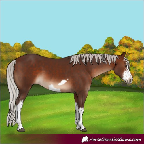 Horse Color:White Spotted Silver Brown Frame Rabicano 