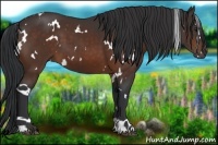 Horse Color:White Spotted Bay 