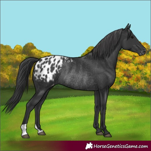 Horse Color:Black Blanket Rabicano 