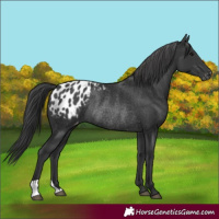 Horse Color:Black Blanket Rabicano 