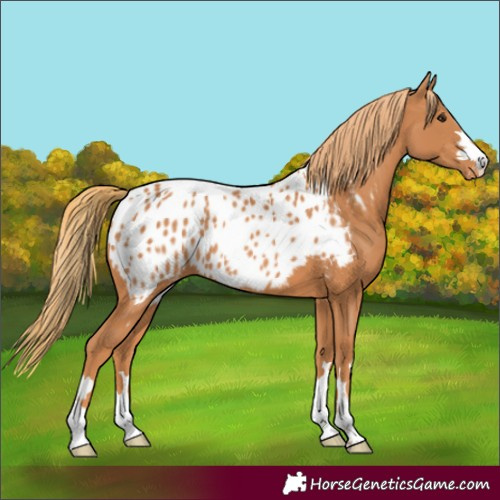 Horse Color:Chestnut Near Leopard