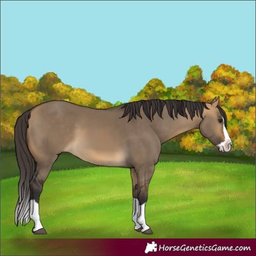 Horse Color:Buckskin Dun Splash 