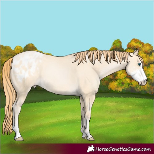Horse Color:Buckskin Pearl Dun Sabino Varnish