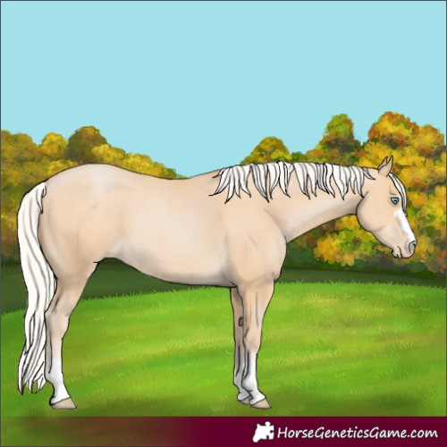 Horse Color:Silver Buckskin Pearl