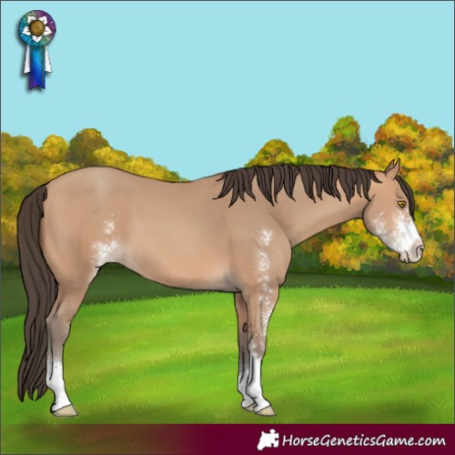 Horse Color:Amber Champagne Sabino