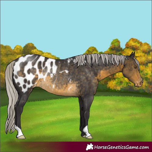 Horse Color:Silver Buckskin Blanket Rabicano 