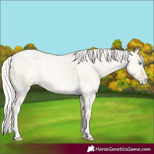Horse Color:White Spotted Silver Amber Cream Champagne Pearl Dun 