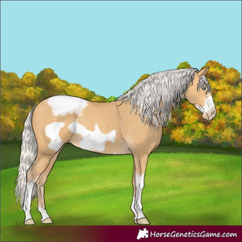 Horse Color:Silver Sable Cream Champagne Sabino Frame Varnish Rabicano 