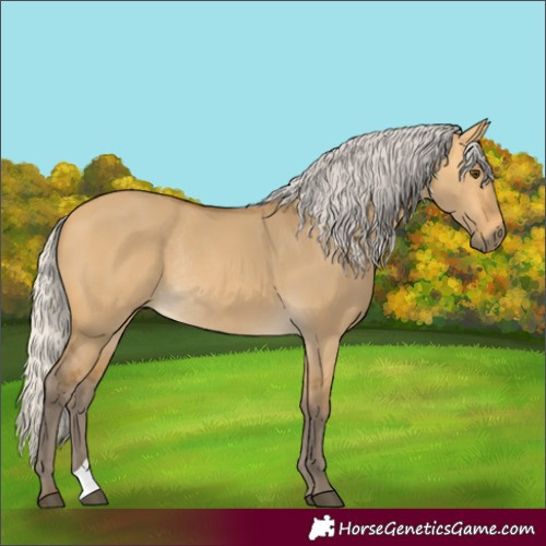 Horse Color:Silver Buckskin Dun Rabicano