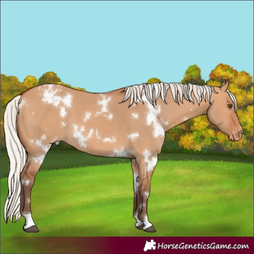 Horse Color:White Spotted Silver Bay Dun Varnish 