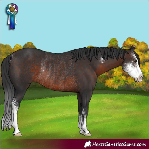 Horse Color:Brown Sabino Rabicano 