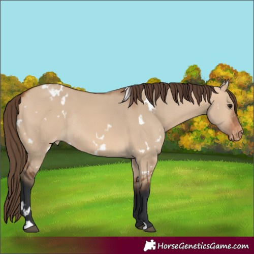 Horse Color:White Spotted Bay Dun Varnish Rabicano 