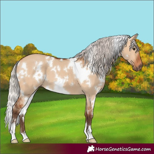 Horse Color:White Spotted Silver Bay Dun 