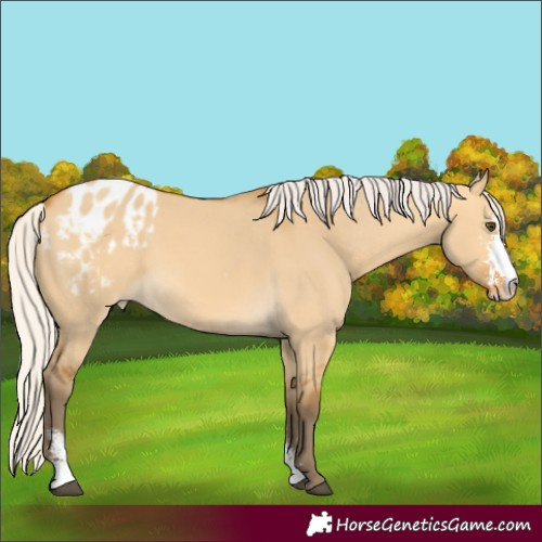 Horse Color:Silver Buckskin Dun Sabino Varnish 