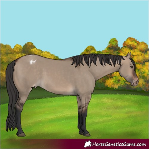 Horse Color:Brown Dun Varnish 