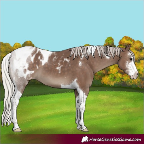 Horse Color:Silver Black Sabino Tobiano Blanket