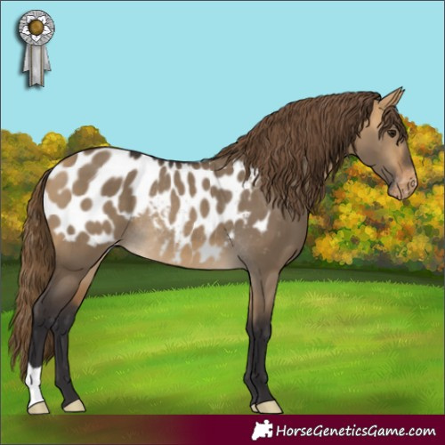 Horse Color:Buckskin Dun Blanket Rabicano 