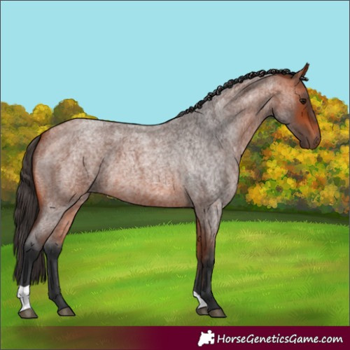 Horse Color:Bay Roan