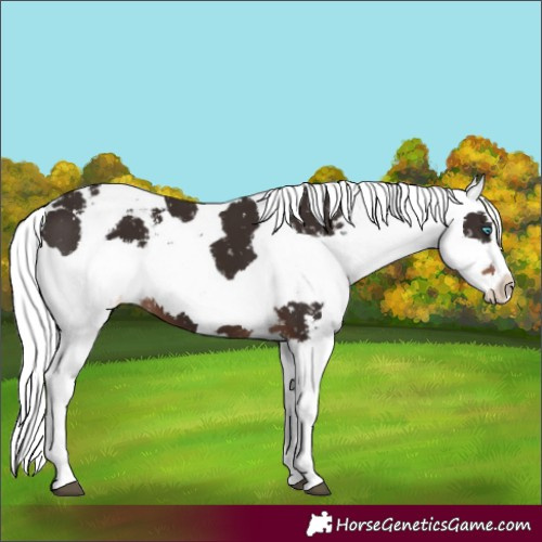 Horse Color:Liver Chestnut Splash Snowflake Varnish 