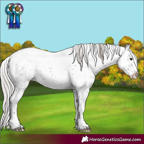Horse Color:Silver Brown Sabino Rabicano 