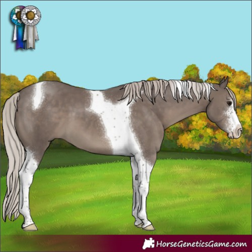 Horse Color:Silver Black Sabino Tobiano 