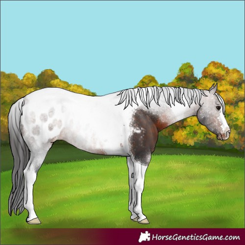 Horse Color:Brown Tobiano Blanket 