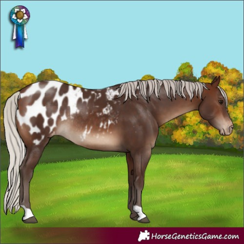 Horse Color:Silver Brown Blanket Rabicano 