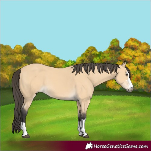 Horse Color:Buckskin 