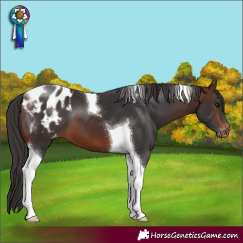 Horse Color:Brown Tobiano Blanket 