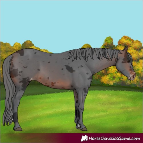 Horse Color:Brown Merle Varnish 