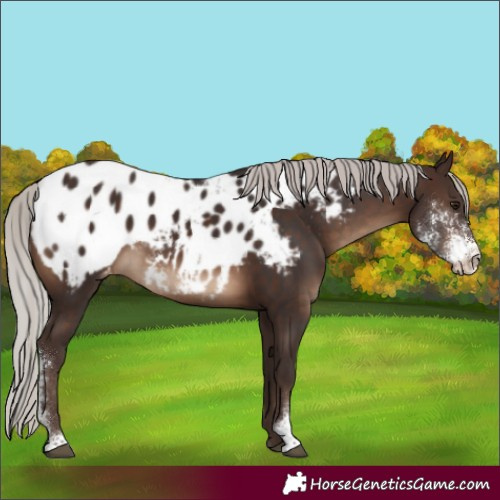 Horse Color:Silver Brown Sabino Blanket 