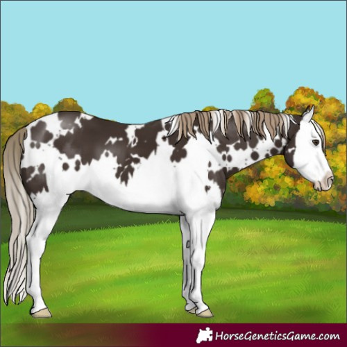 Horse Color:White Spotted Liver Chestnut Splash 