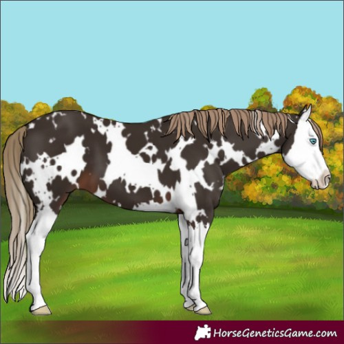 Horse Color:White Spotted Liver Chestnut Splash 