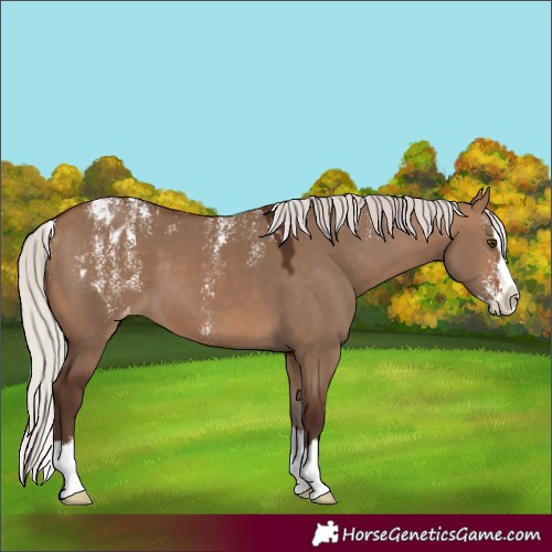 Horse Color:Powder White Silver Bay Dun Splash Blanket