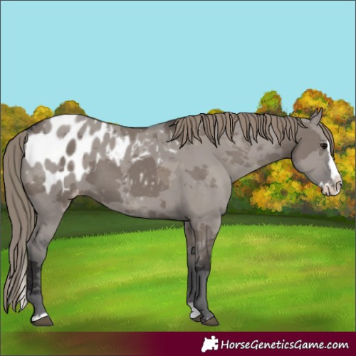 Horse Color:Smoky Grullo Merle Splash Blanket Rabicano