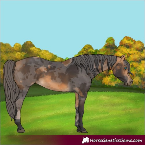 Horse Color:Buckskin Merle Rabicano