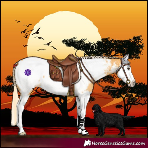 Horse Color:Palomino Splash Near Fewspot
