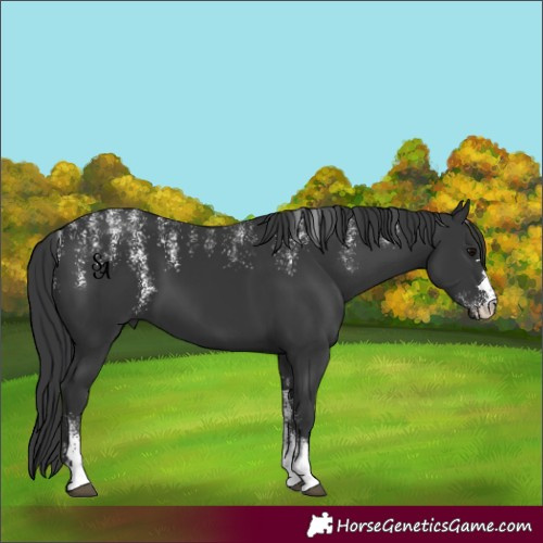 Horse Color:Powder White Black