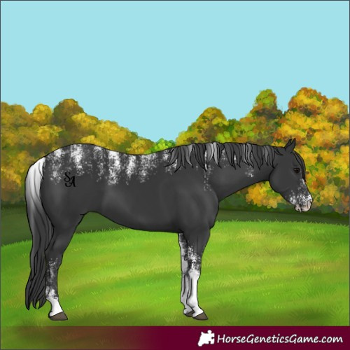 Horse Color:Powder White Black 