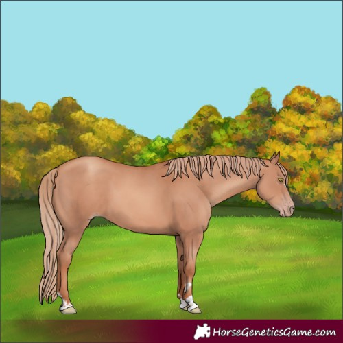 Horse Color:Gold Champagne